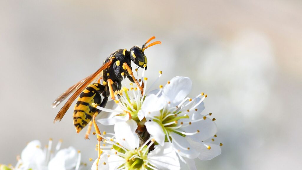 Wespennest entfernen in Düren - Kammerjäger Düren - Schädlingsbekämpfung - Schädlinge bekämpfen - Wespen - Ameisen - Ratten - Mäuse - Motten - Silberfische - Tauben - Marder