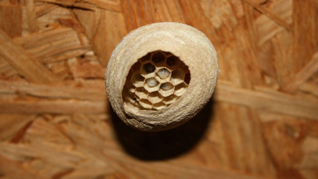 Wespennest entfernen in Düren - Kammerjäger Düren - Schädlingsbekämpfung - Schädlinge bekämpfen - Wespen - Ameisen - Ratten - Mäuse - Motten - Silberfische - Tauben - Marder