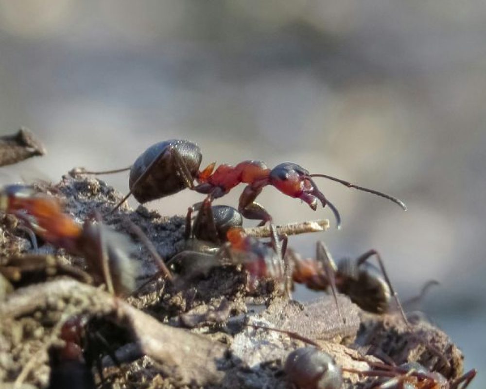 Ameisenbekämpfung Düren - Kammerjäger Düren - Schädlingsbekämpfung - Schädlinge bekämpfen - Wespen - Ameisen - Ratten - Mäuse - Motten - Silberfische - Tauben - Marder
