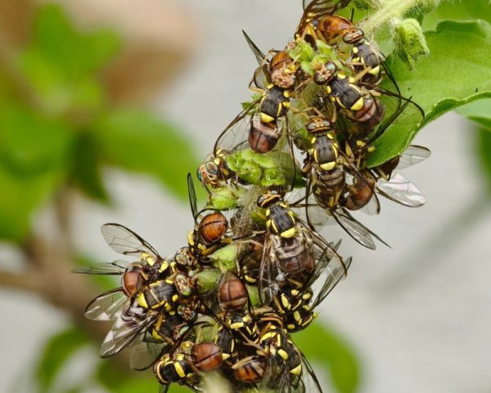 Fliegenbekämpfung Düren - Kammerjäger Düren - Schädlingsbekämpfung - Schädlinge bekämpfen - Wespen - Ameisen - Ratten - Mäuse - Motten - Silberfische - Tauben - Marder