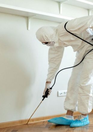 Kammerjäger Düren - Schädlingsbekämpfung - Schädlinge bekämpfen - Wespen - Ameisen - Ratten - Mäuse - Motten - Silberfische - Tauben - Marder