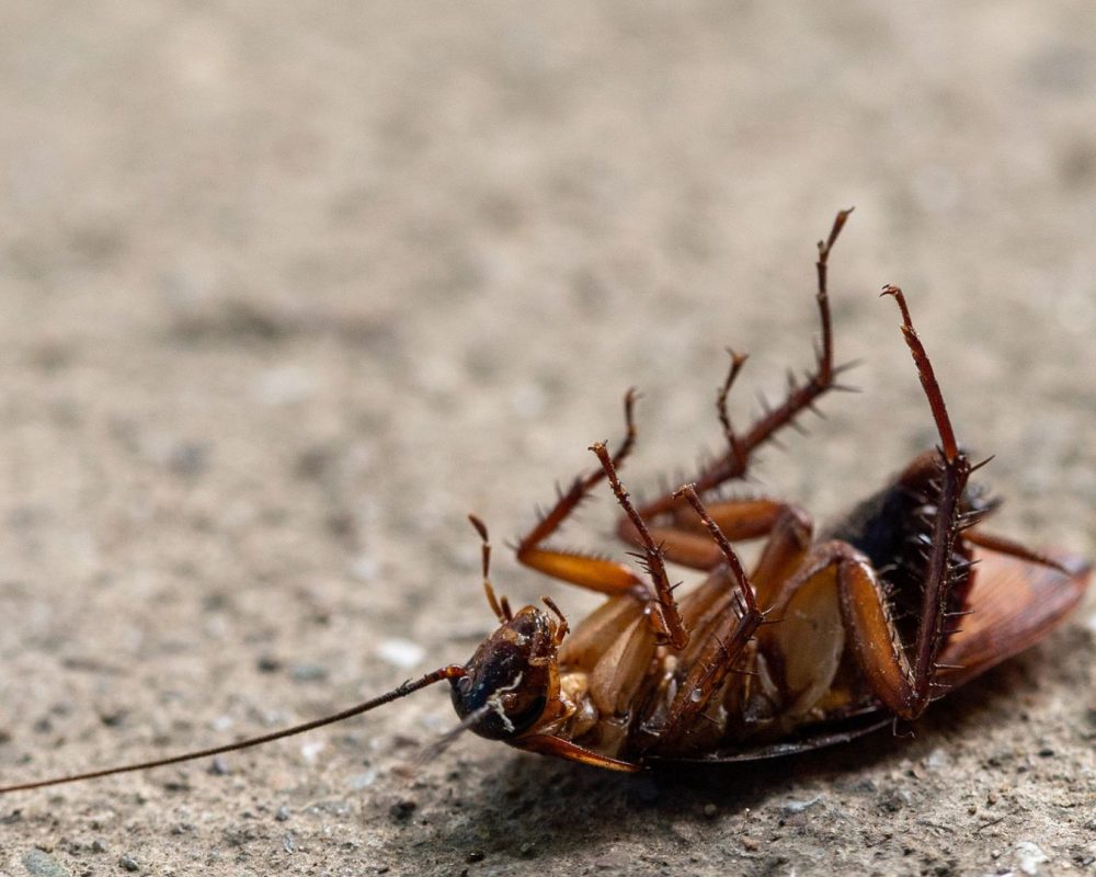 Kammerjäger Düren - Schädlingsbekämpfung - Schädlinge bekämpfen - Wespen - Ameisen - Ratten - Mäuse - Motten - Silberfische - Tauben - Marder