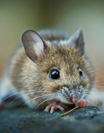 Mäusebekämpfung Düren - Kammerjäger Düren - Schädlingsbekämpfung - Schädlinge bekämpfen - Wespen - Ameisen - Ratten - Mäuse - Motten - Silberfische - Tauben - Marder