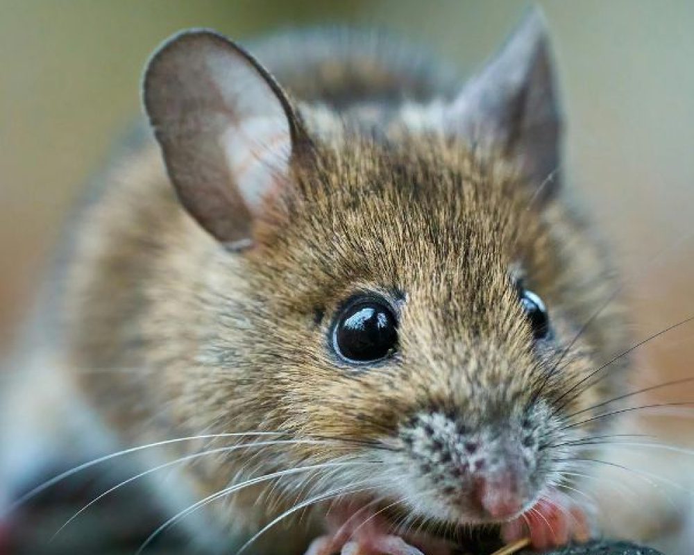 Mäusebekämpfung Düren - Kammerjäger Düren - Schädlingsbekämpfung - Schädlinge bekämpfen - Wespen - Ameisen - Ratten - Mäuse - Motten - Silberfische - Tauben - Marder