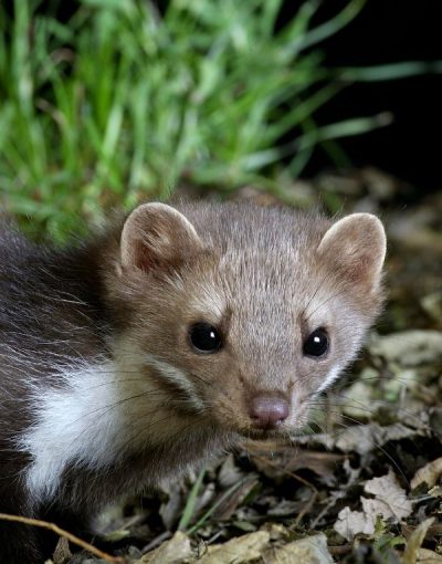 Mardervergrämung Düren - Kammerjäger Düren - Schädlingsbekämpfung - Schädlinge bekämpfen - Wespen - Ameisen - Ratten - Mäuse - Motten - Silberfische - Tauben - Marder