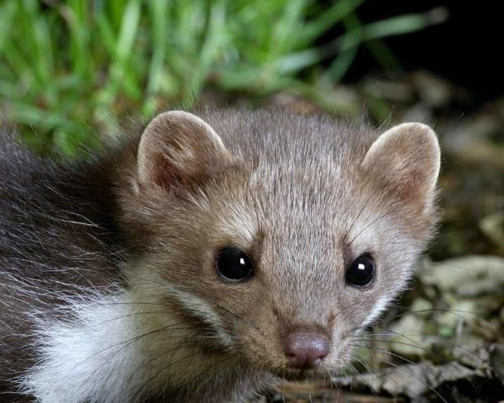Mardervergrämung Düren - Kammerjäger Düren - Schädlingsbekämpfung - Schädlinge bekämpfen - Wespen - Ameisen - Ratten - Mäuse - Motten - Silberfische - Tauben - Marder