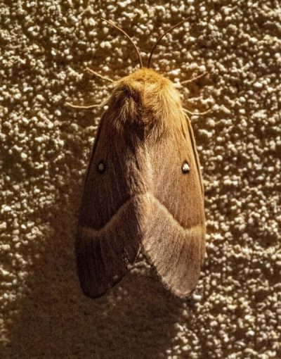 Mottenbekämpfung Düren - Kammerjäger Düren - Schädlingsbekämpfung - Schädlinge bekämpfen - Wespen - Ameisen - Ratten - Mäuse - Motten - Silberfische - Tauben - Marder