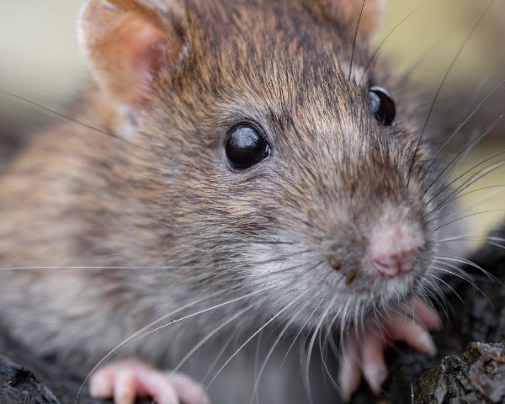 Rattenbekämpfung Düren - Kammerjäger Düren - Schädlingsbekämpfung - Schädlinge bekämpfen - Wespen - Ameisen - Ratten - Mäuse - Motten - Silberfische - Tauben - Marder