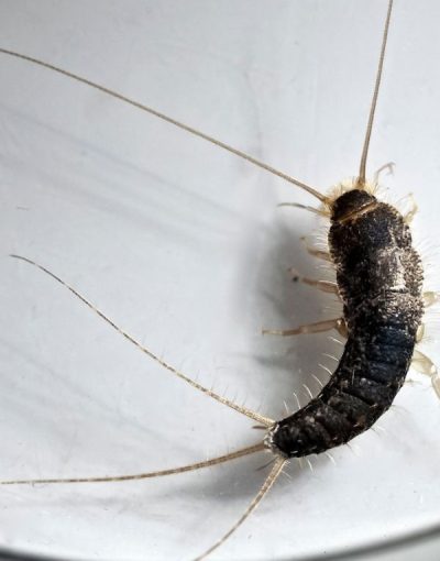 Silberfischbekämpfung Düren - Kammerjäger Düren - Schädlingsbekämpfung - Schädlinge bekämpfen - Wespen - Ameisen - Ratten - Mäuse - Motten - Silberfische - Tauben - Marder