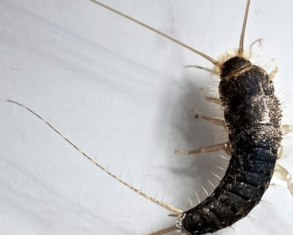 Silberfischbekämpfung Düren - Kammerjäger Düren - Schädlingsbekämpfung - Schädlinge bekämpfen - Wespen - Ameisen - Ratten - Mäuse - Motten - Silberfische - Tauben - Marder