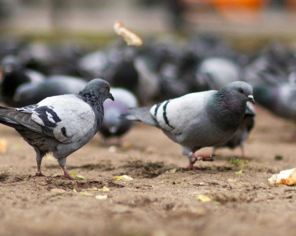 Taubenabwehr Düren - Kammerjäger Düren - Schädlingsbekämpfung - Schädlinge bekämpfen - Wespen - Ameisen - Ratten - Mäuse - Motten - Silberfische - Tauben - Marder