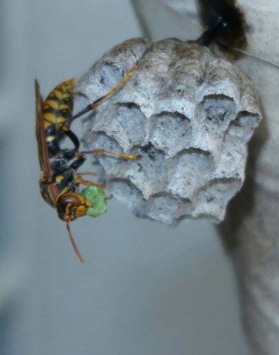 Wespenbekämpfung Düren - Kammerjäger Düren - Schädlingsbekämpfung - Schädlinge bekämpfen - Wespen - Ameisen - Ratten - Mäuse - Motten - Silberfische - Tauben - Marder