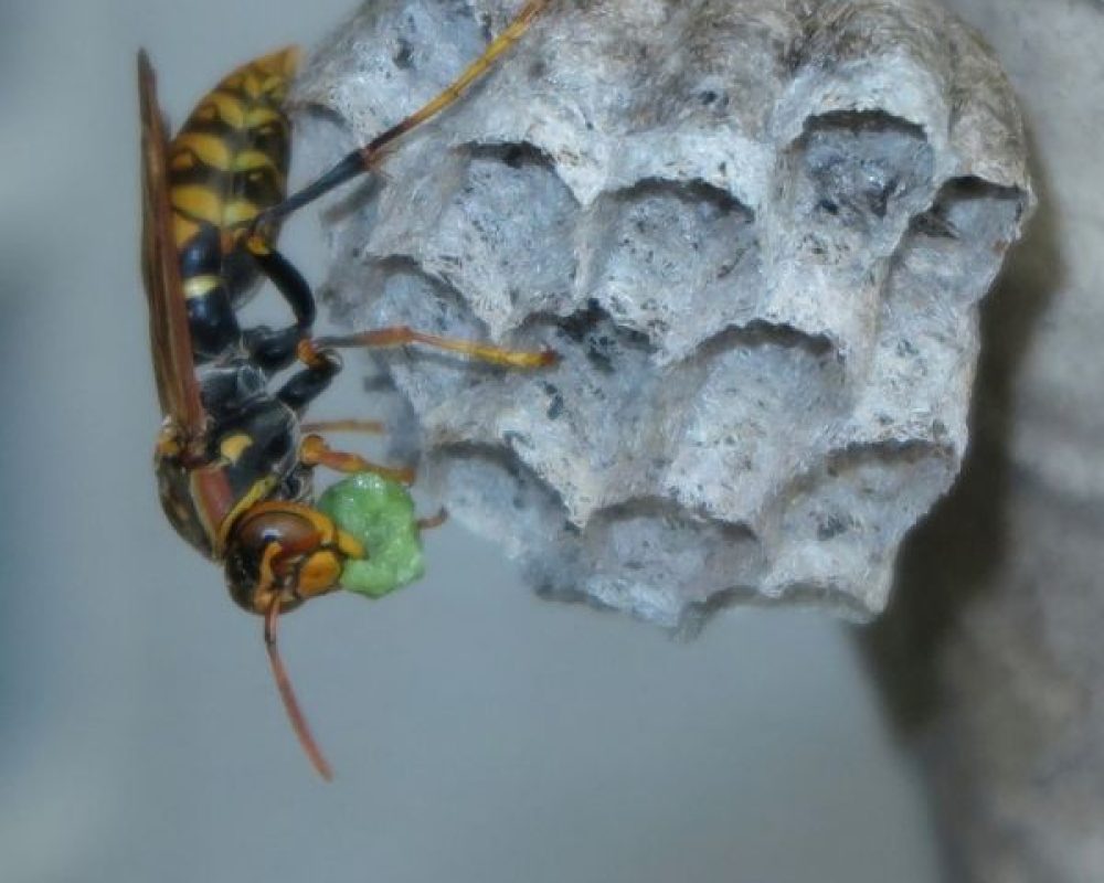 Wespenbekämpfung Düren - Kammerjäger Düren - Schädlingsbekämpfung - Schädlinge bekämpfen - Wespen - Ameisen - Ratten - Mäuse - Motten - Silberfische - Tauben - Marder