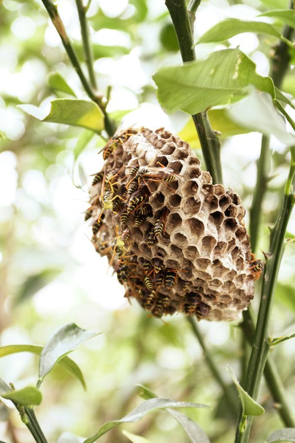 Wespennest entfernen in Düren – Kammerjäger Düren – Schädlingsbekämpfung – Schädlinge bekämpfen – Wespen – Ameisen – Ratten – Mäuse – Motten – Silberfische – Tauben – Marder (4) Wespennest entfernen in Düren - Kammerjäger Düren - Schädlingsbekämpfung - Schädlinge bekämpfen - Wespen - Ameisen - Ratten - Mäuse - Motten - Silberfische - Tauben - Marder